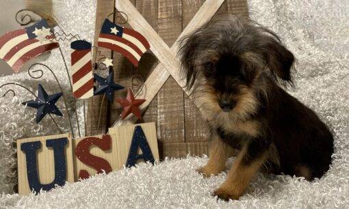 MALE YORKIE POO PUPPY!!! - Image 6