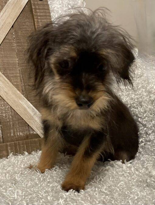 MALE YORKIE POO PUPPY!!! - Image 7