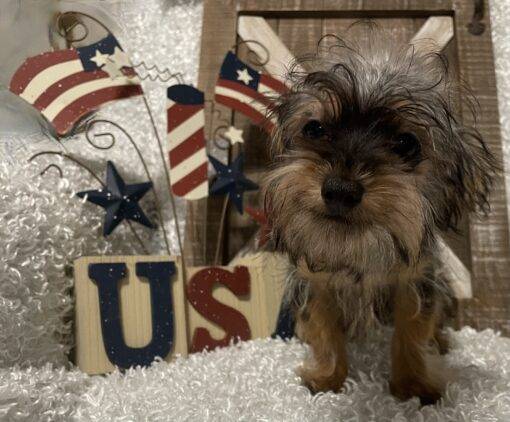 MALE YORKIE POO PUPPY!!! - Image 7