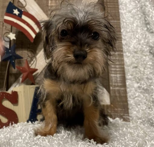 MALE YORKIE POO PUPPY!!! - Image 9