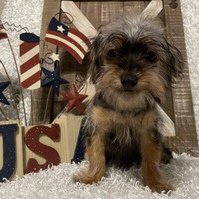 MALE YORKIE POO PUPPY!!!