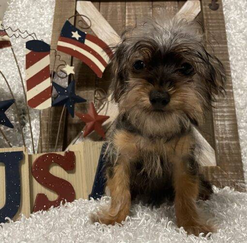 MALE YORKIE POO PUPPY!!!