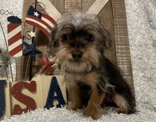 MALE YORKIE POO PUPPY!!! - Image 3