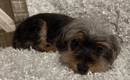 MALE YORKIE POO PUPPY!!! - Image 8