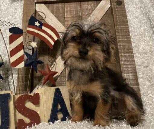 MALE YORKIE POO PUPPY!!! - Image 6