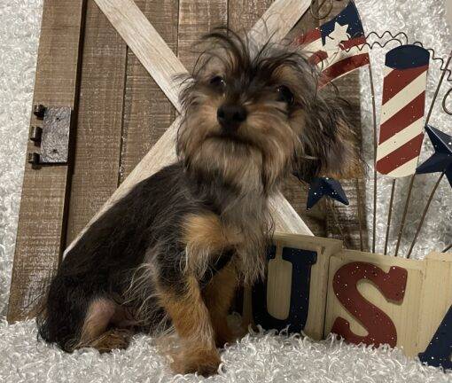 MALE YORKIE POO PUPPY!!! - Image 4