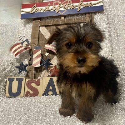 MALE YORKIE PUPPY!!!