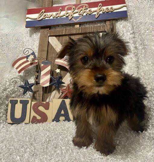 MALE YORKIE PUPPY!!!