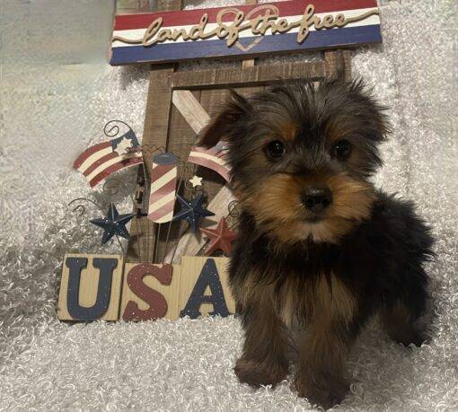 MALE YORKIE PUPPY!!! - Image 9