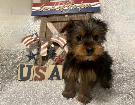 MALE YORKIE PUPPY!!! - Image 7
