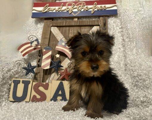 MALE YORKIE PUPPY!!! - Image 4