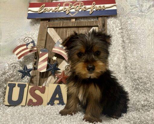 MALE YORKIE PUPPY!!! - Image 8