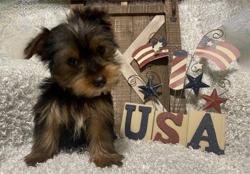 MALE YORKIE PUPPY!!! - Image 5