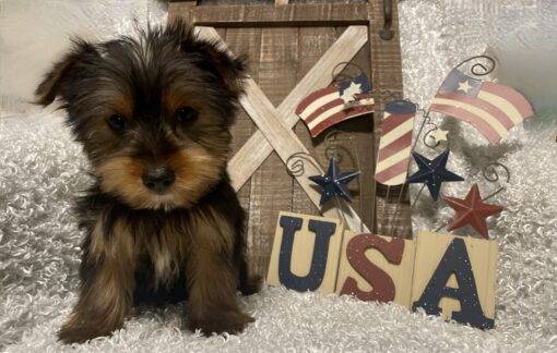 MALE YORKIE PUPPY!!! - Image 3