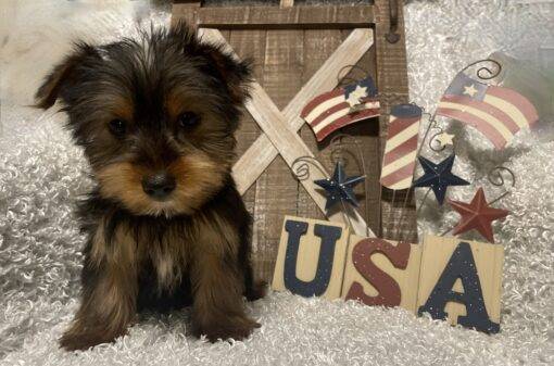 MALE YORKIE PUPPY!!! - Image 6