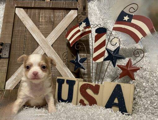 MALE CHIHUAHUA PUPPY!!! - Image 9