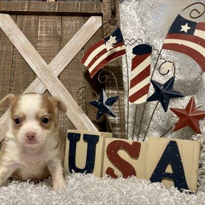 MALE CHIHUAHUA PUPPY!!!