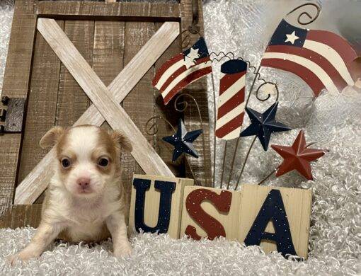 MALE CHIHUAHUA PUPPY!!!