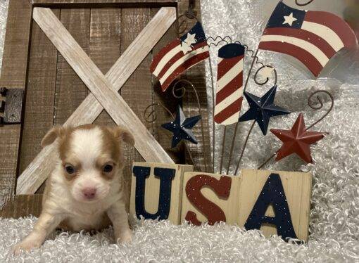 MALE CHIHUAHUA PUPPY!!! - Image 4