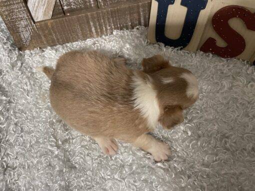 MALE CHIHUAHUA PUPPY!!! - Image 5