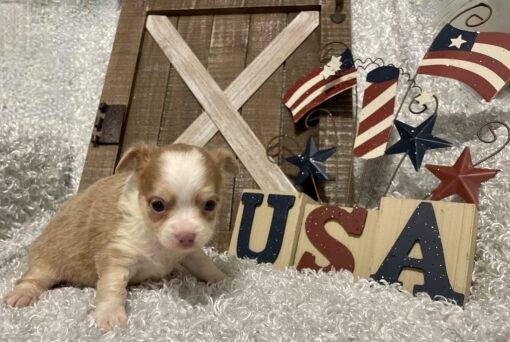 MALE CHIHUAHUA PUPPY!!! - Image 3
