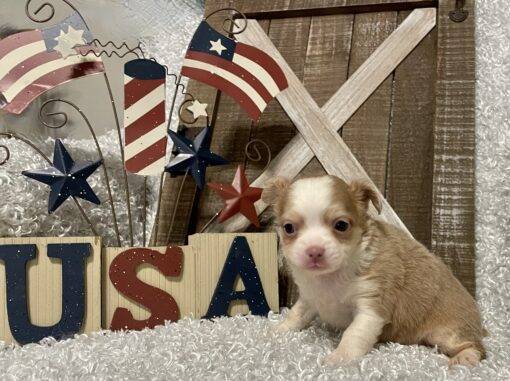 MALE CHIHUAHUA PUPPY!!! - Image 8