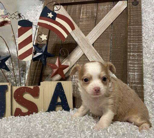 MALE CHIHUAHUA PUPPY!!! - Image 6