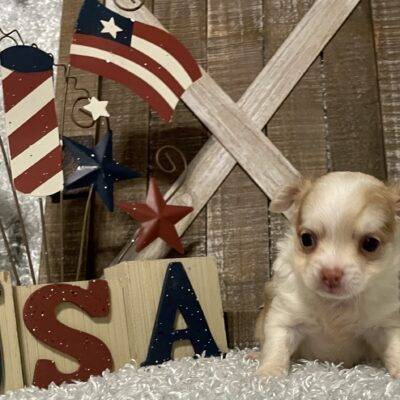 FEMALE CHIHUAHUA PUPPY!!!