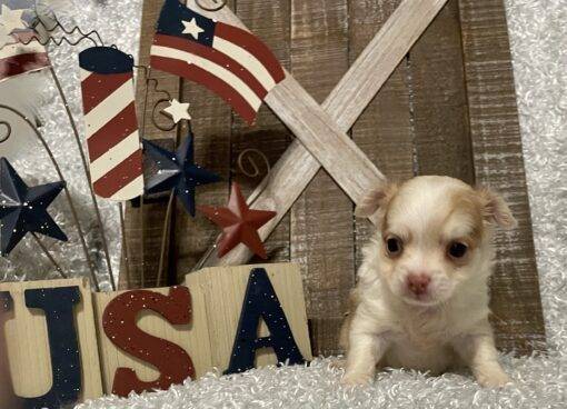 FEMALE CHIHUAHUA PUPPY!!!
