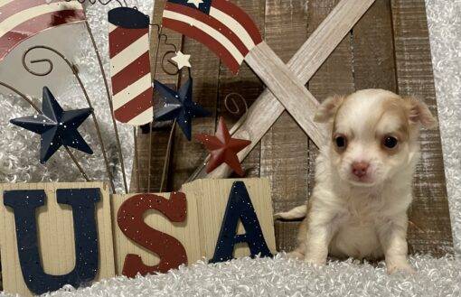 FEMALE CHIHUAHUA PUPPY!!! - Image 6