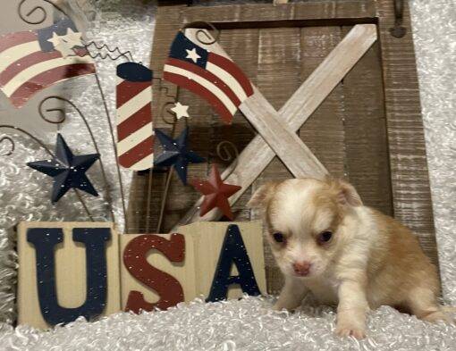 FEMALE CHIHUAHUA PUPPY!!! - Image 7