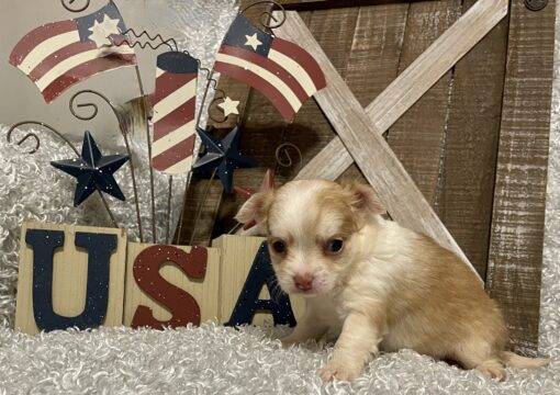 FEMALE CHIHUAHUA PUPPY!!! - Image 3