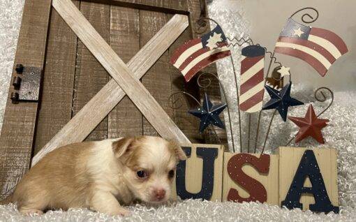 FEMALE CHIHUAHUA PUPPY!!! - Image 4