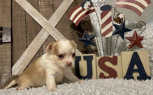 FEMALE CHIHUAHUA PUPPY!!! - Image 8