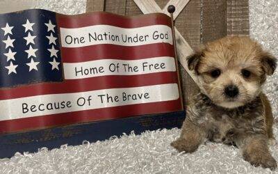 MALE MORKIE PUPPY!!!