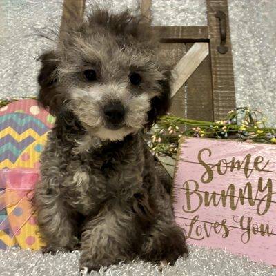 MALE TOY POODLE!!! SALE PRICED!!!