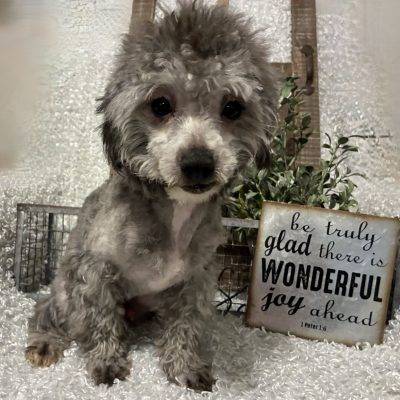 RESERVED FOR ADOPTION!!!  MALE TOY POODLE!!! SALE PRICED!!!