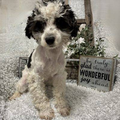 RESERVED FOR ADOPTION!!!  MALE TOY POODLE!!! -- SALE PRICED!!!