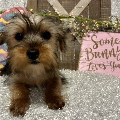 MALE YORKIE PUPPY!!!