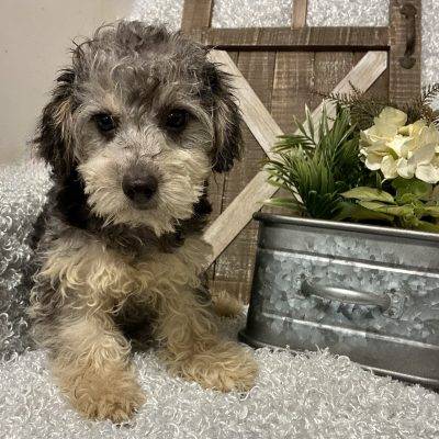 MALE TOY POODLE PUPPY!!! -- SALE PRICED!!!
