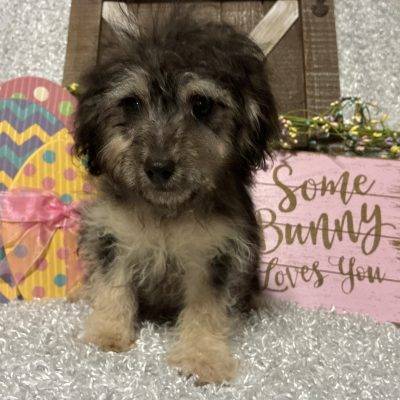 MALE TOY POODLE PUPPY!!!