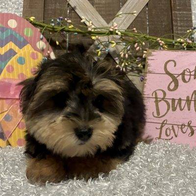 MALE MORKIE PUPPY!!!! SALE PRICE!!!