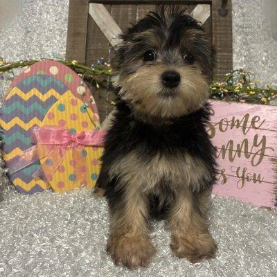 MALE MORKIE PUPPY!!!  SALE PRICED!!!