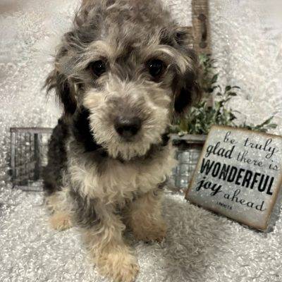 MALE TOY POODLE PUPPY!!! -- SALE PRICED!!!