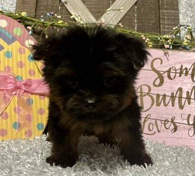 TINY MALE YORKIE PUPPY!!!