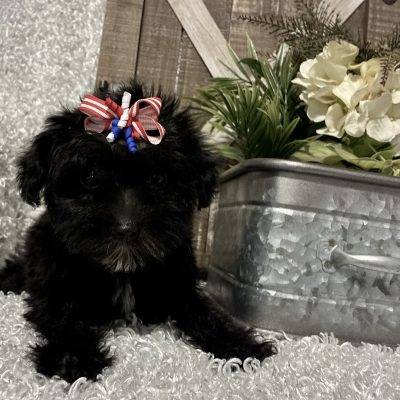 FEMALE YORKIE-POO