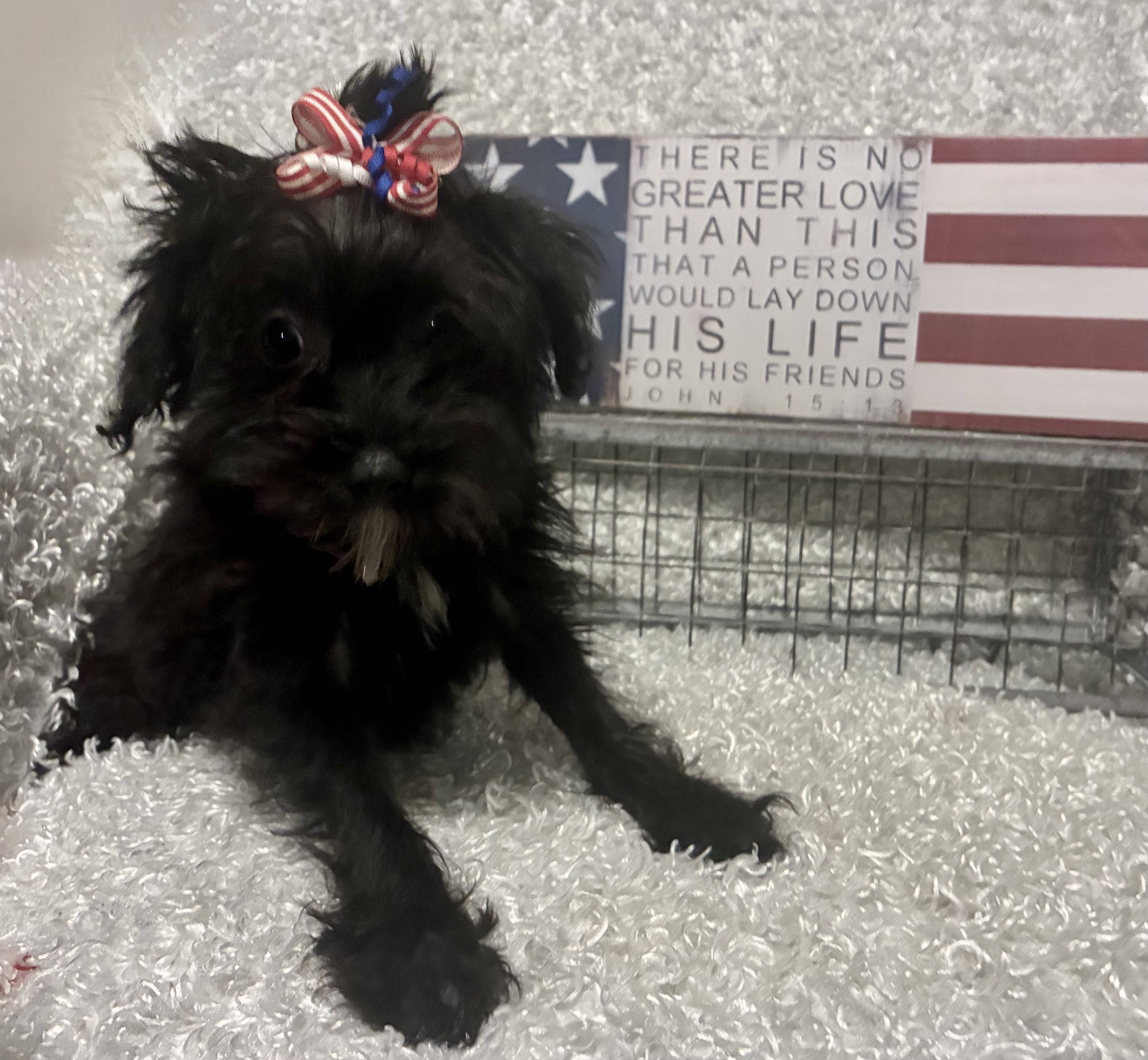 FEMALE YORKIE-POO - Image 2