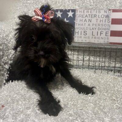 FEMALE YORKIE-POO