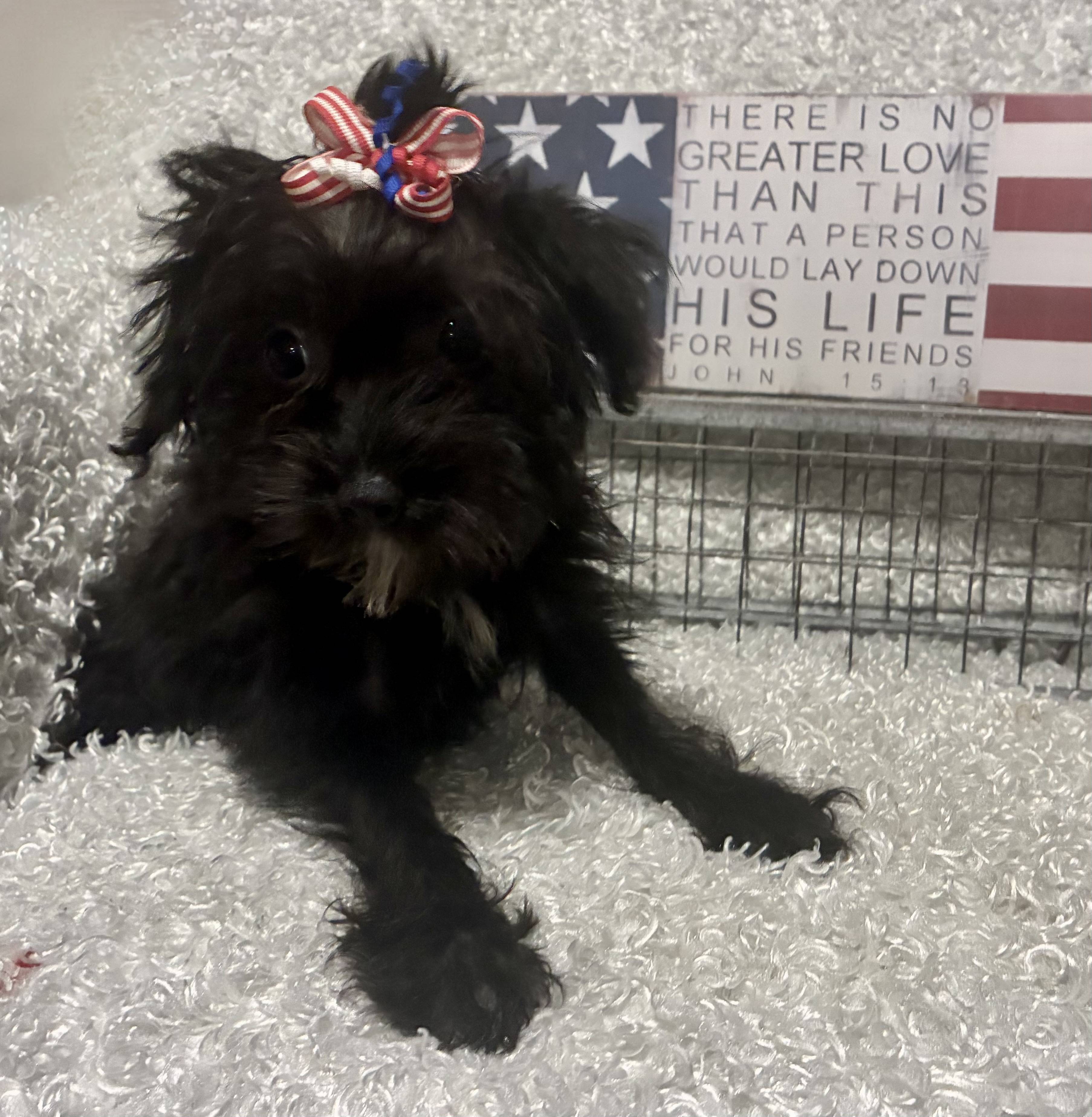 FEMALE YORKIE-POO