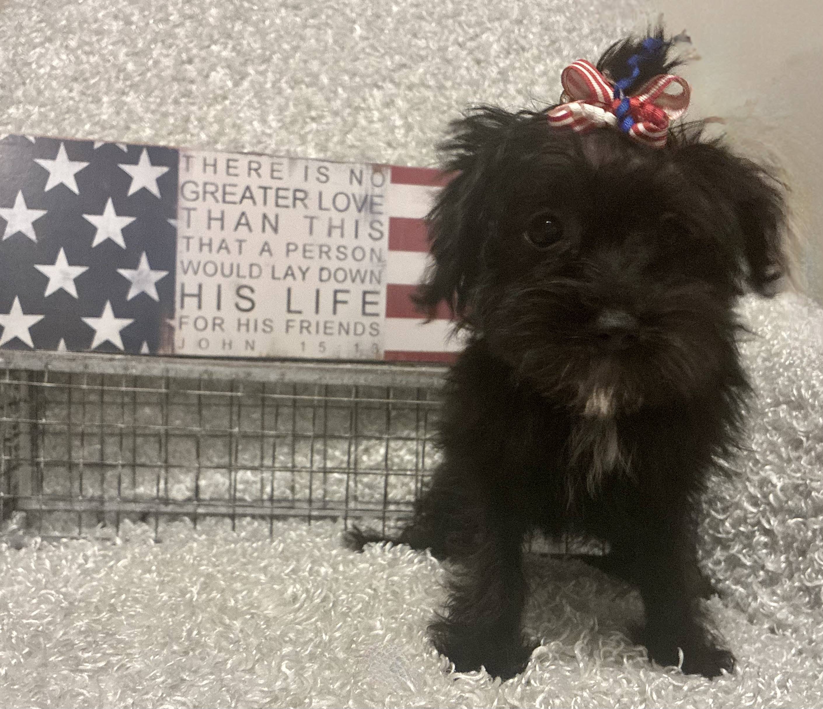 FEMALE YORKIE-POO - Image 3